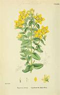 spotted St. Johnswort